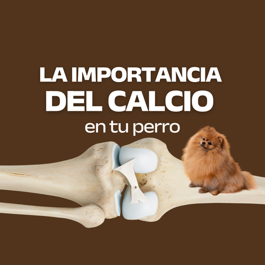 La importancia del calcio y el papel de los huesos en la dieta de tu perro