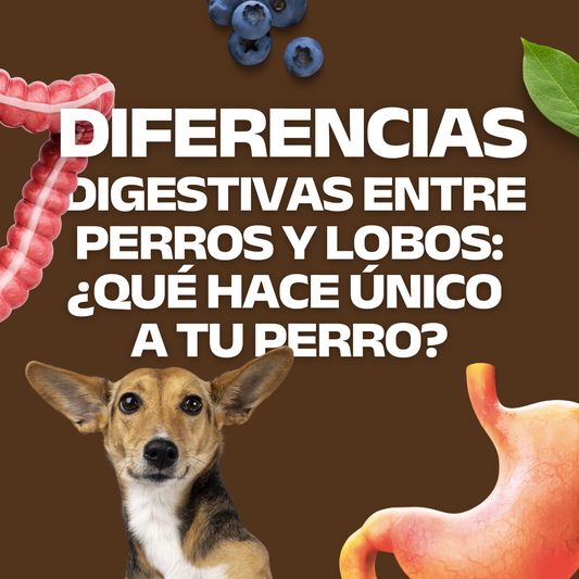 Diferencias digestivas entre perros y lobos: ¿Qué hace único a tu perro?