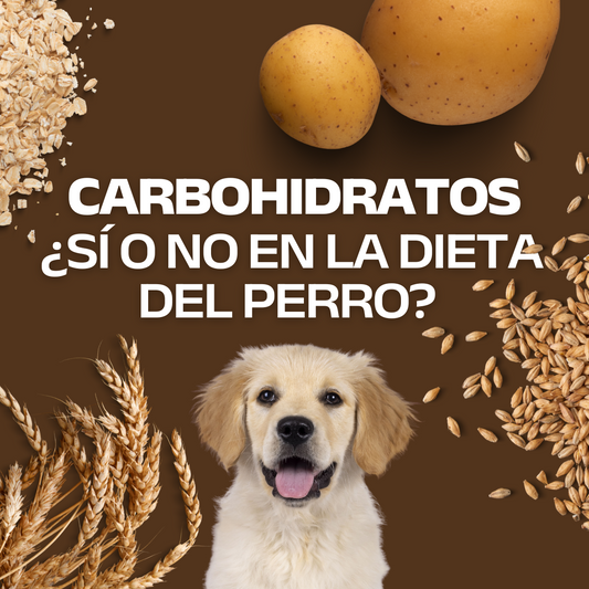 Carbohidratos: ¿Sí o No en la dieta del perro?