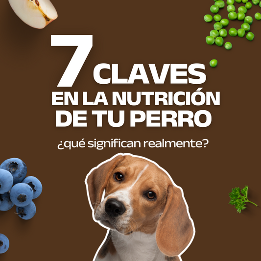 7 claves de la nutrición de tu perro